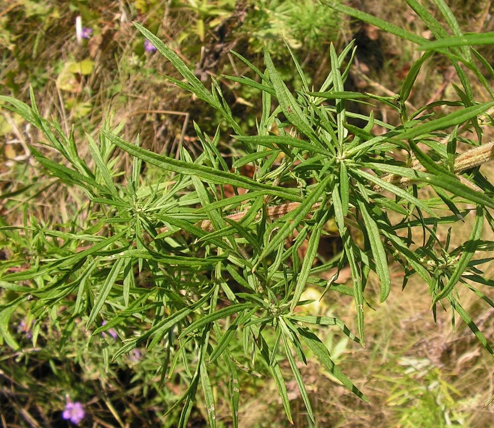 Image of Artemisia opulenta specimen.