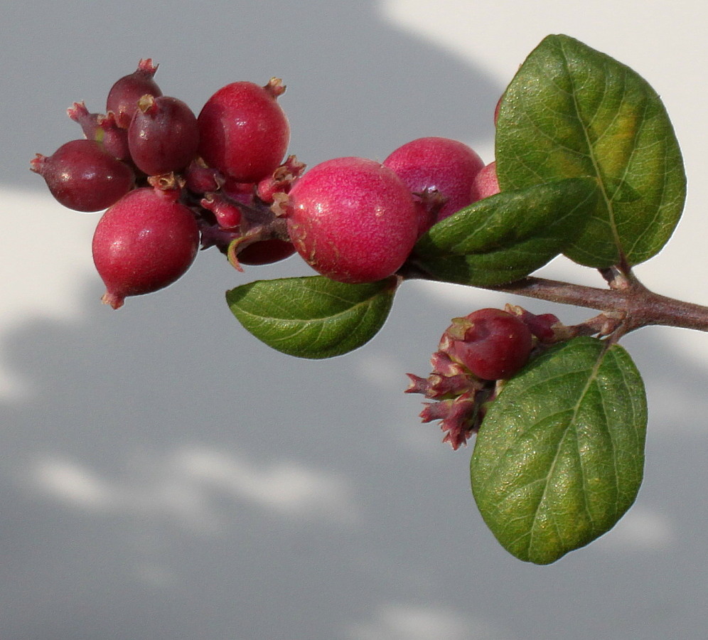 Image of Symphoricarpos × chenaultii specimen.
