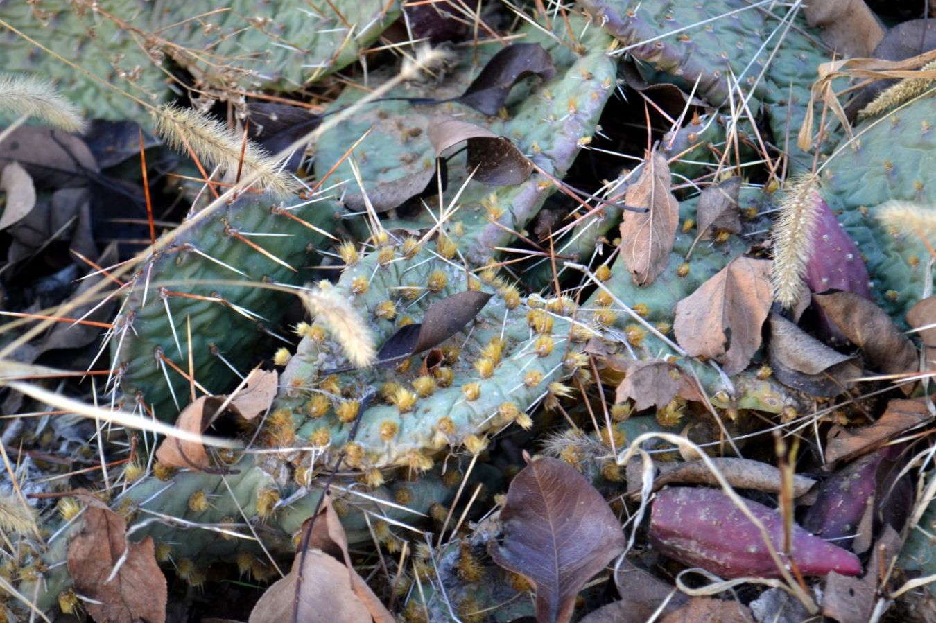 Image of Opuntia tortispina specimen.