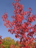 Pyrus pyraster