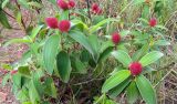 familia Melastomataceae