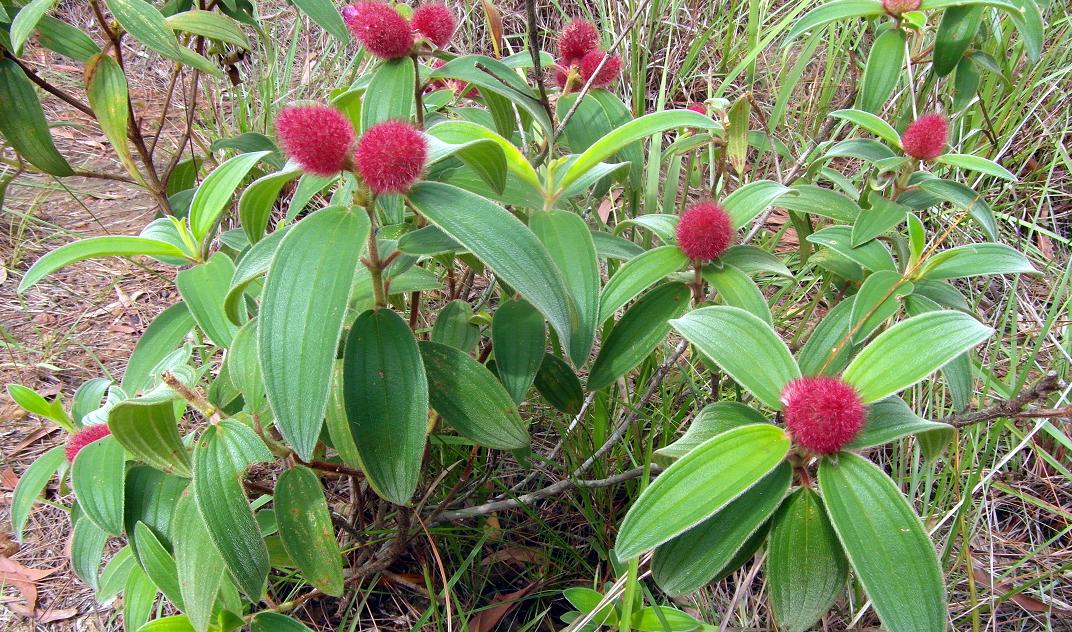 Изображение особи семейство Melastomataceae.