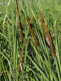 Typha angustifolia