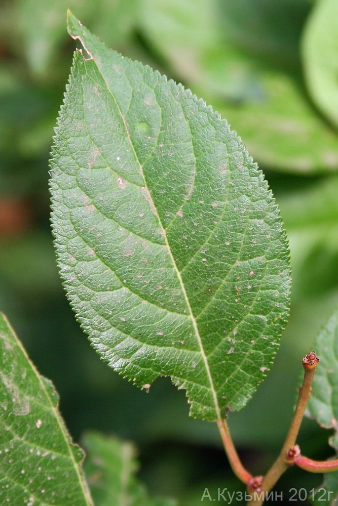 Изображение особи Prunus cerasifera.