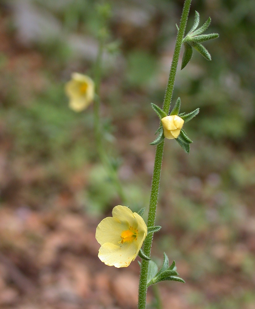 Изображение особи Verbascum orientale.