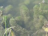 Myriophyllum verticillatum