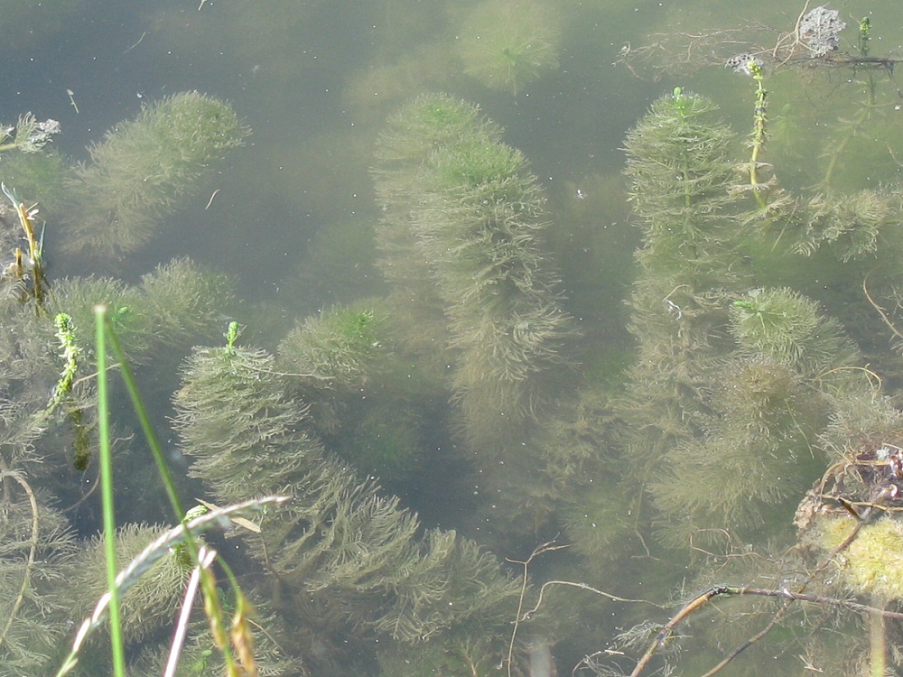 Image of Myriophyllum verticillatum specimen.