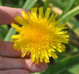 Sonchus arenicola. Соцветие. Приморье, бухта Уполномоченная. 10.08.2012.