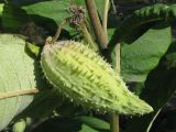 Asclepias syriaca