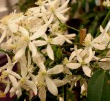 Clematis armandii