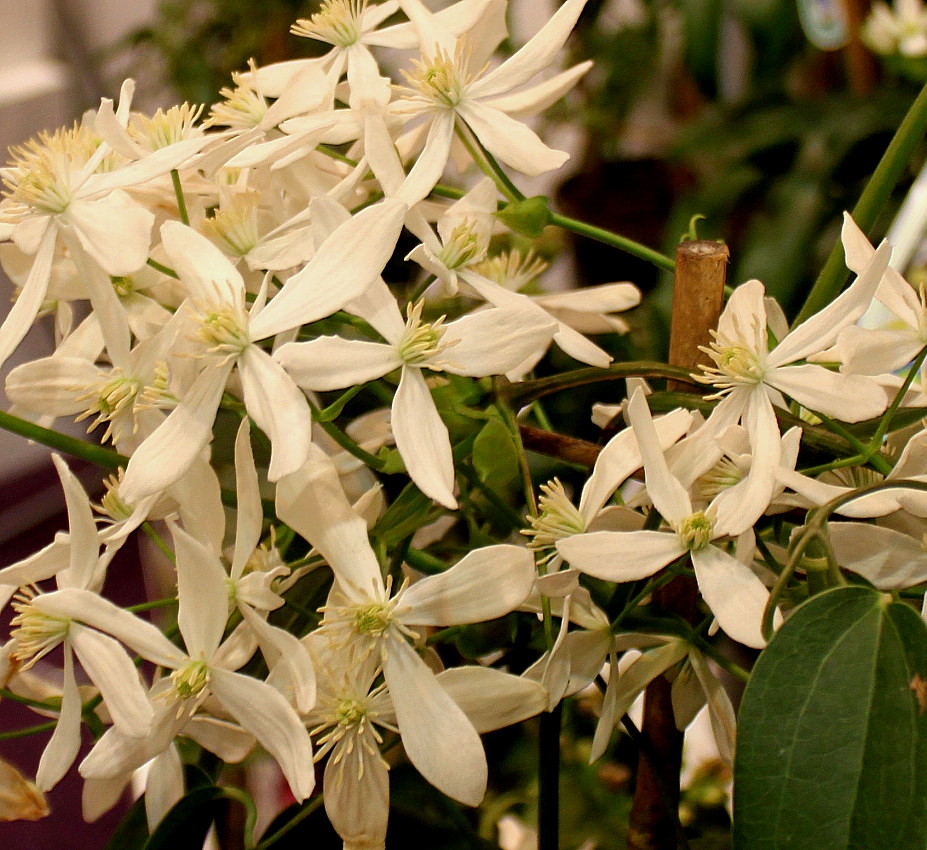 Image of Clematis armandii specimen.