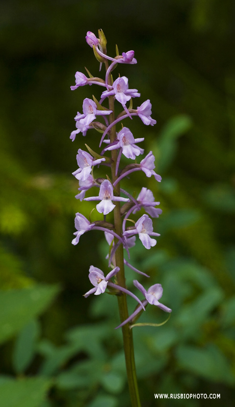 Image of Gymnadenia conopsea specimen.