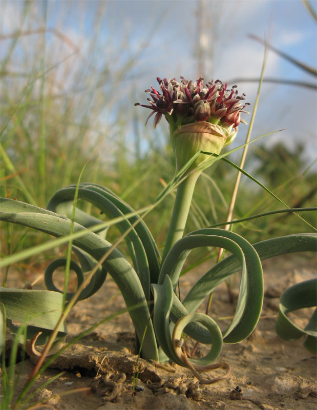 Изображение особи Allium rothii.