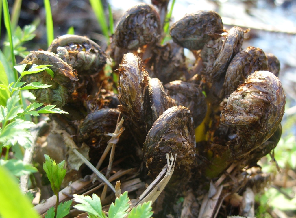 Изображение особи род Dryopteris.