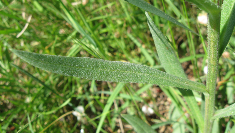 Image of Anchusa leptophylla individual.
