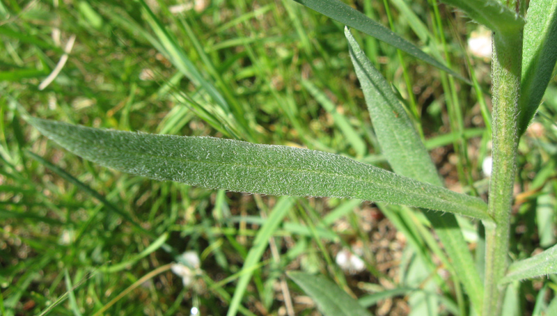 Image of Anchusa leptophylla specimen.