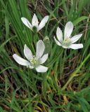 Ornithogalum navaschinii