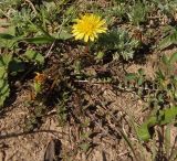 genus Taraxacum. Цветущее растение. Украина, г. Запорожье, балка Партизанская. 19.04.2013.