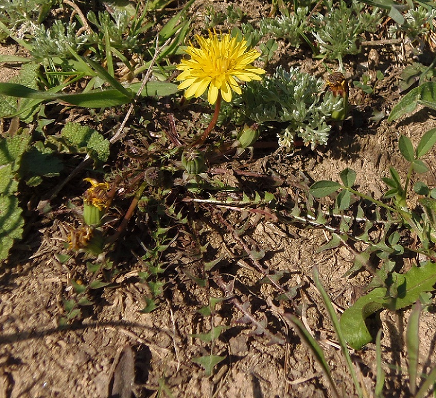 Image of genus Taraxacum specimen.