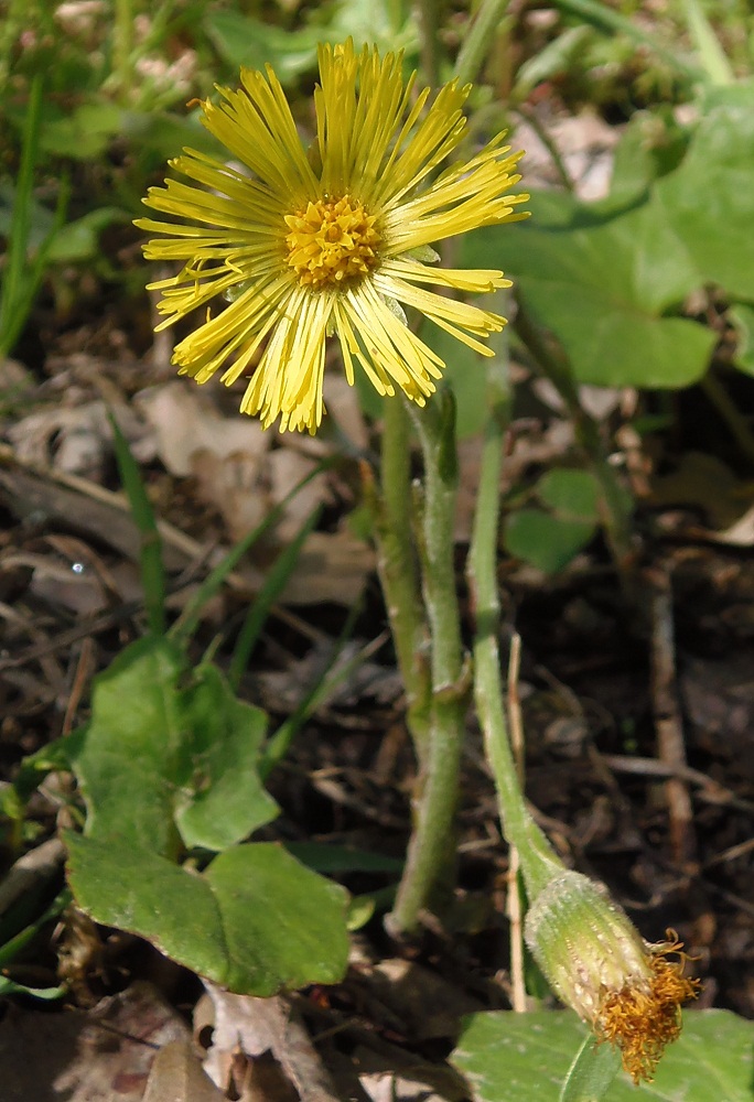 Image of Tussilago farfara specimen.