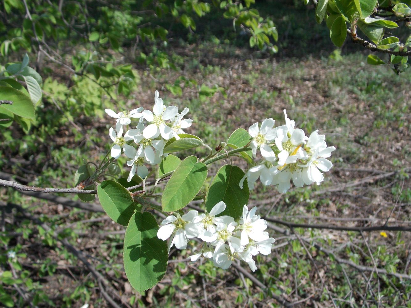 Image of Amelanchier spicata specimen.