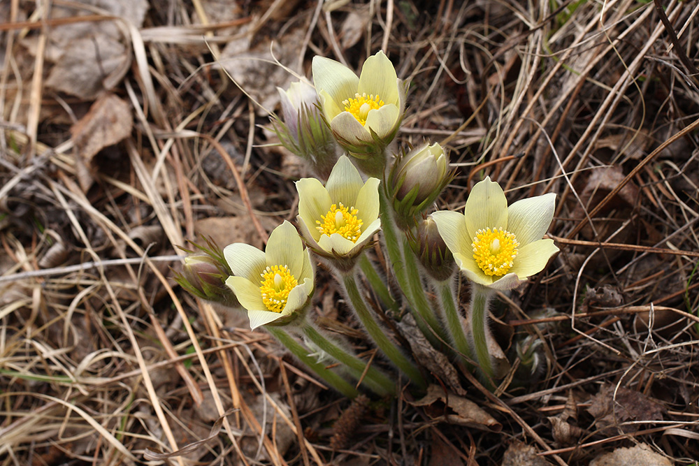 Изображение особи Pulsatilla orientali-sibirica.