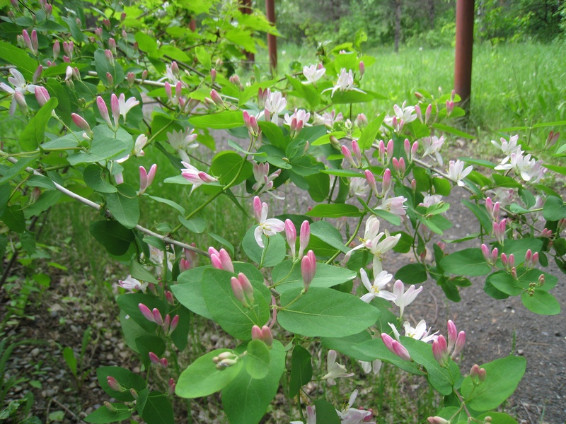 Image of Lonicera tatarica specimen.