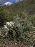 Astragalus testiculatus. Цветущее растение. Башкортостан, Ишимбайский р-н. с. Ишеево, известняковый склон. 02.05.2013.