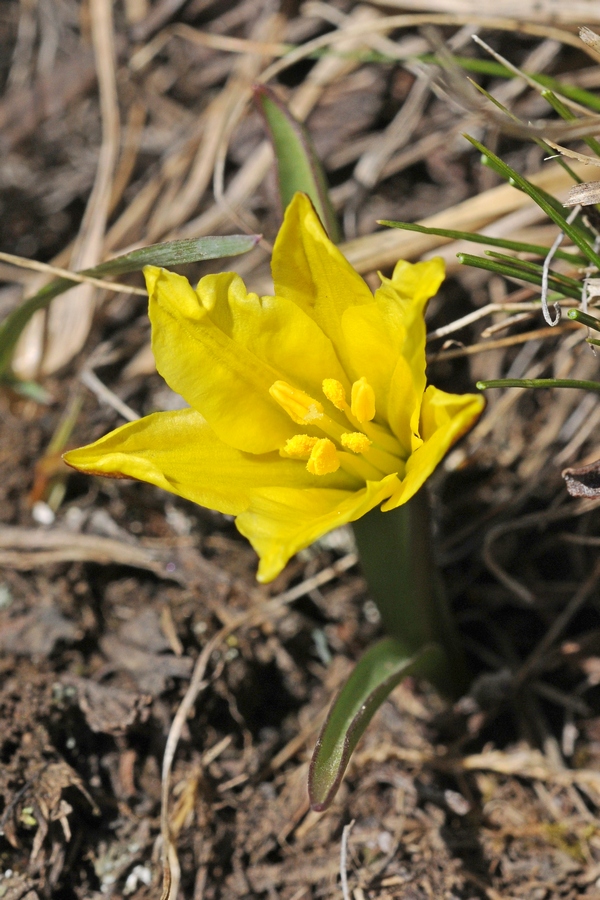 Изображение особи Tulipa heterophylla.