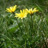 Tragopogon reticulatus. Верхушки побегов с соцветиями. Адыгея, Кавказский биосферный заповедник, северный склон горы Абаго, 1800 м н.у.м, поляна в субальпийском поясе. 23.06.2013.