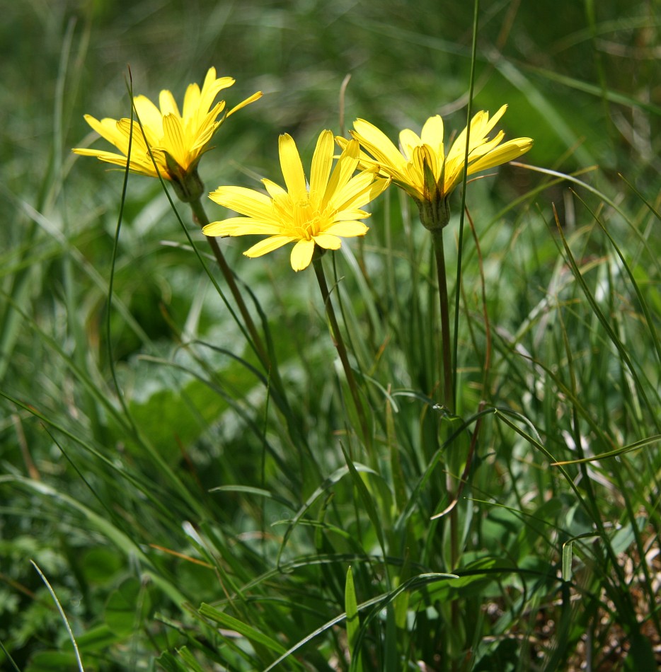 Изображение особи Tragopogon reticulatus.