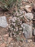 Limonium hoeltzeri