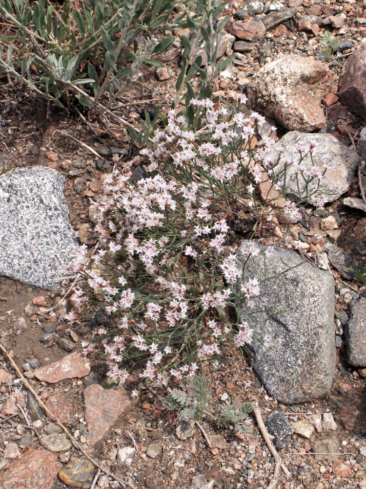 Изображение особи Limonium hoeltzeri.