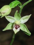 Epipactis muelleri