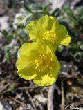 genus Helianthemum