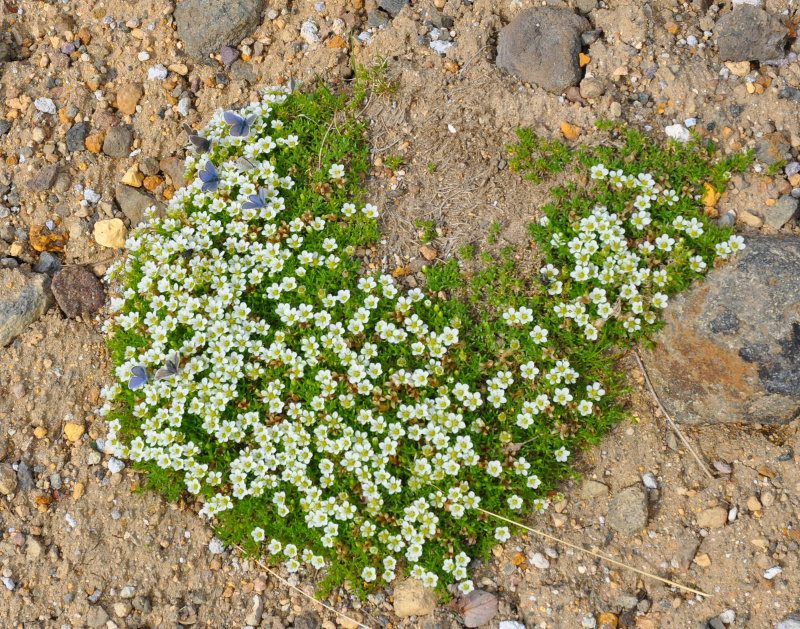 Image of Minuartia macrocarpa specimen.