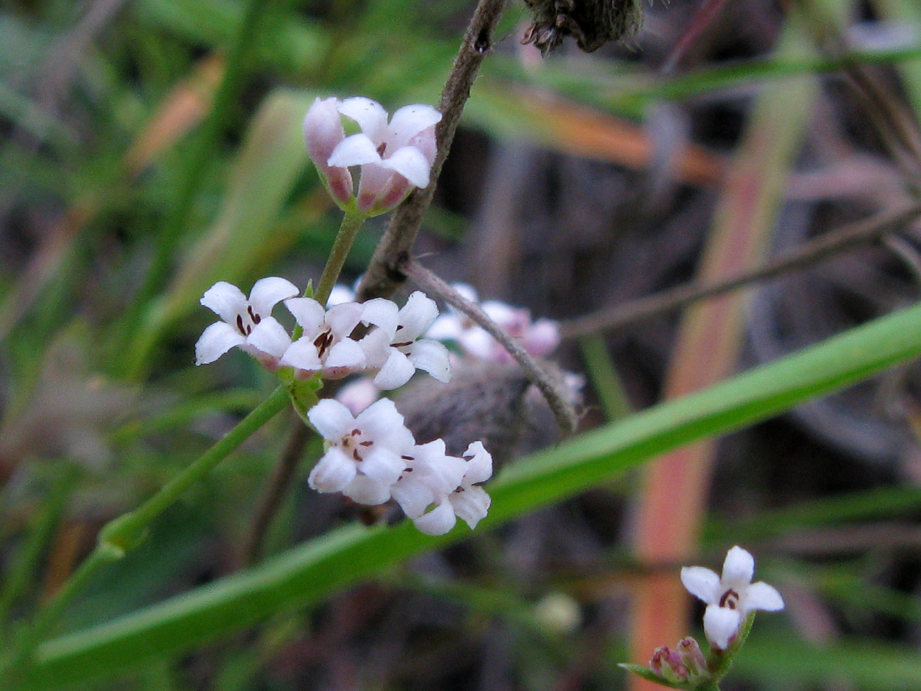 Изображение особи Asperula supina.