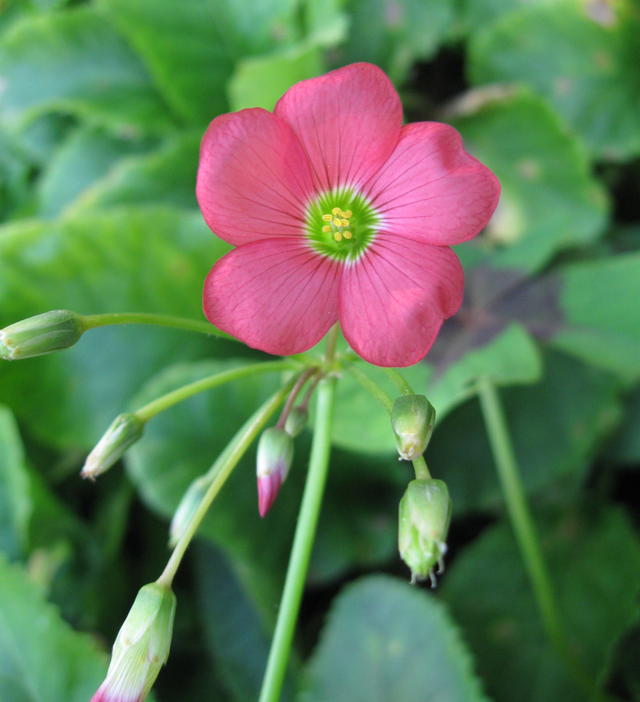 Изображение особи Oxalis tetraphylla.