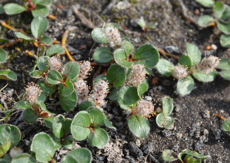 Image of Salix polaris specimen.