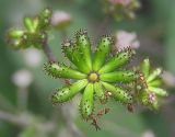 Adenocaulon adhaerescens