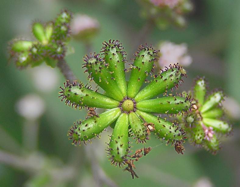 Image of Adenocaulon adhaerescens specimen.