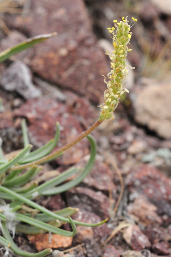 Изображение особи Plantago salsa.