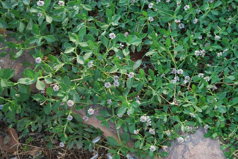 Изображение особи Lippia nodiflora.