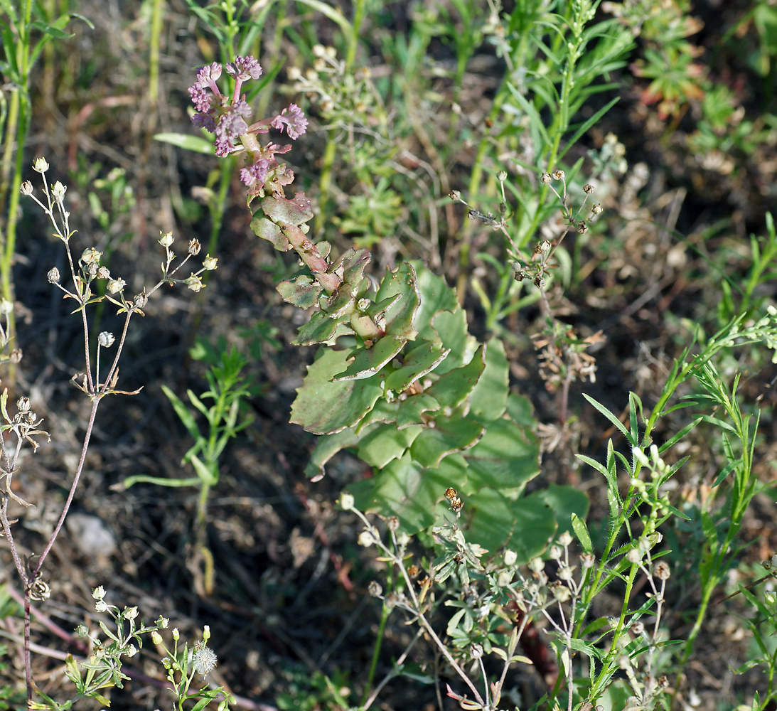 Image of Hylotelephium maximum specimen.