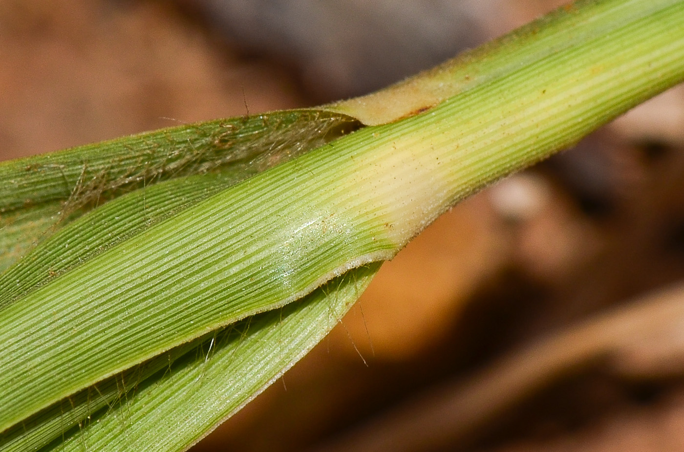 Изображение особи Eragrostis bipinnata.