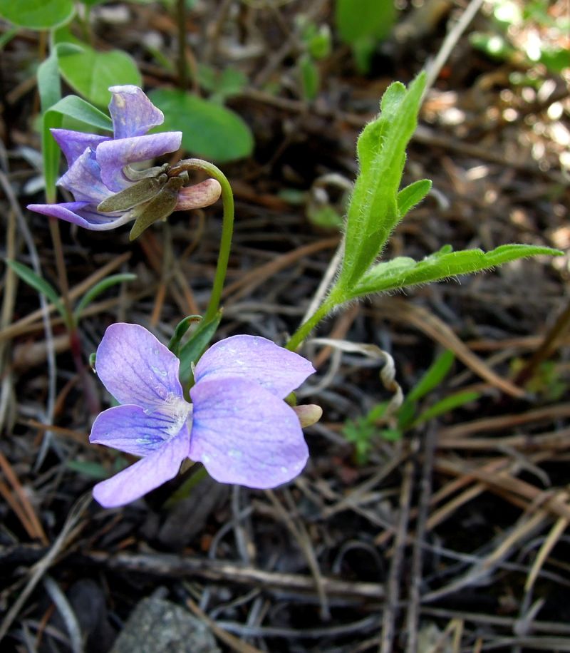 Image of Viola dactyloides specimen.