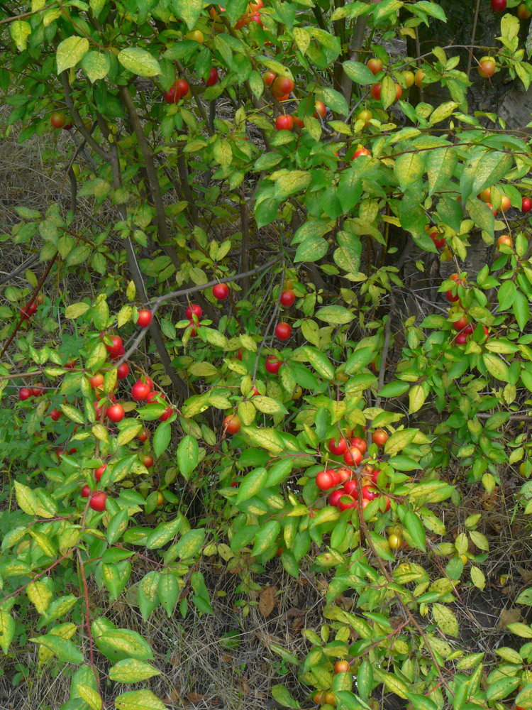 Image of Prunus cerasifera specimen.