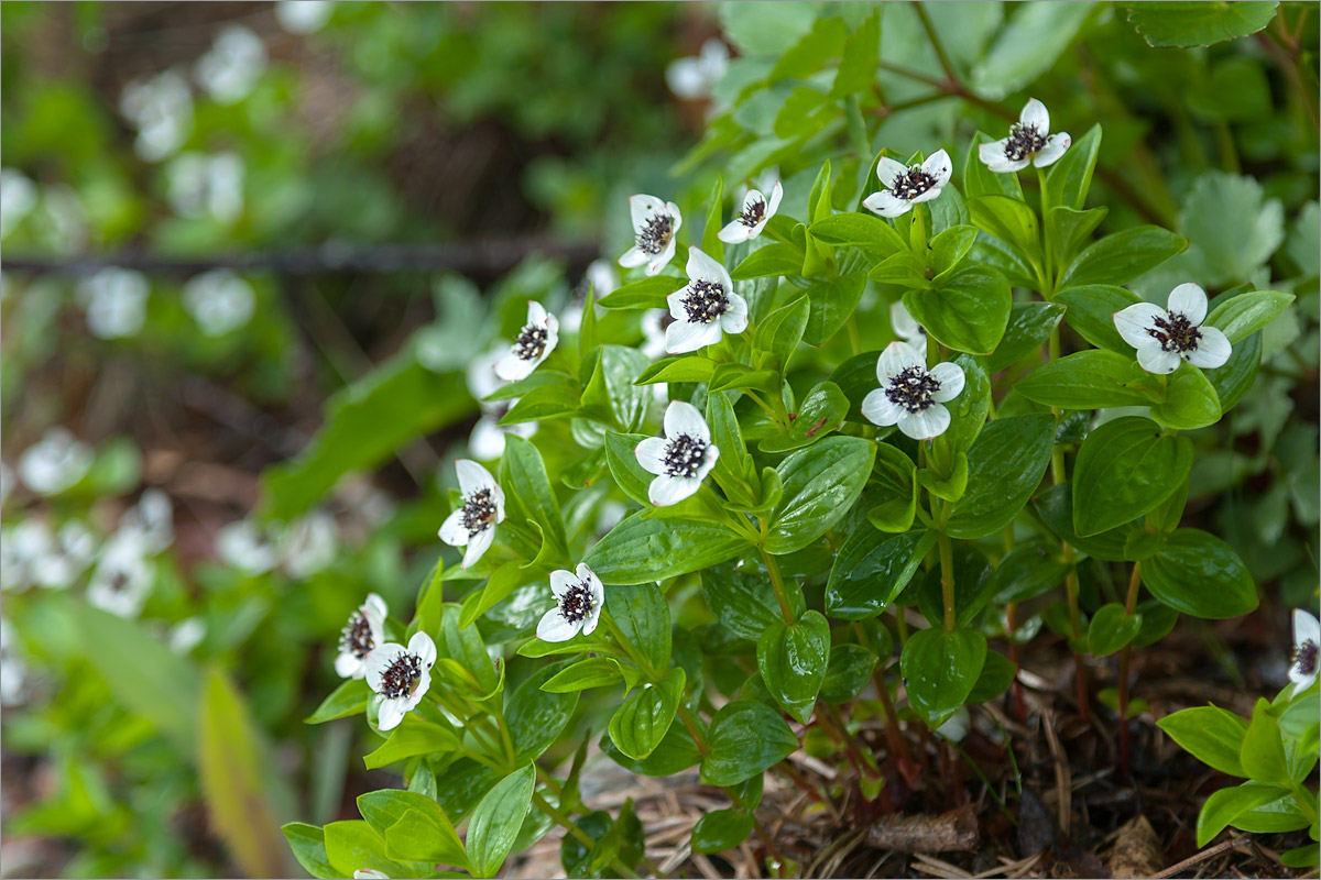 Изображение особи Chamaepericlymenum suecicum.