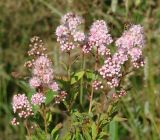 Spiraea salicifolia