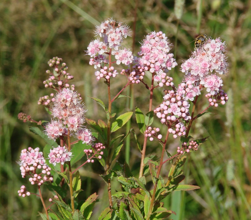 Изображение особи Spiraea salicifolia.